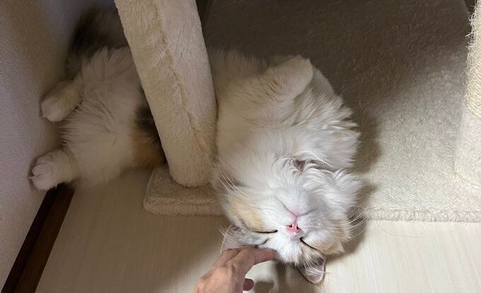 眠るめるちゃん