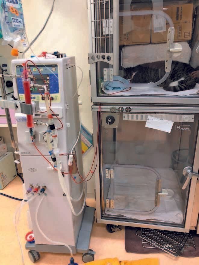 画像／ねこのきもち2019年10月号『猫の病気、そこが知りたい！』