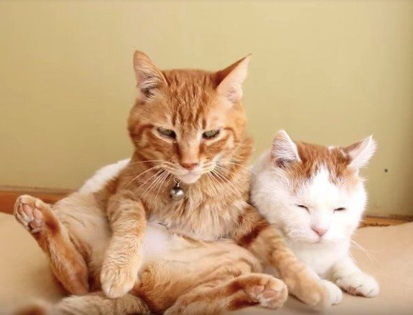 うたたねニャンズ