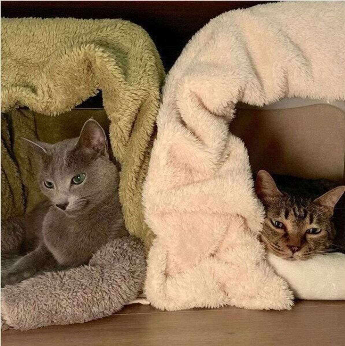 防寒対策 隠れ家に最適 猫専用 こたつ を身近な素材でdiy ねこのきもちweb Magazine 防寒対策 隠れ家に最適 猫専用 こたつ を身近な素材でdiy ねこのきもちweb Magazine