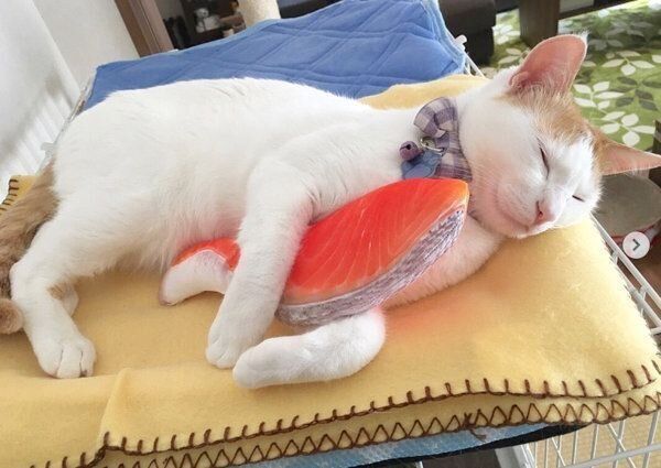 クッションを抱くむぎちゃん