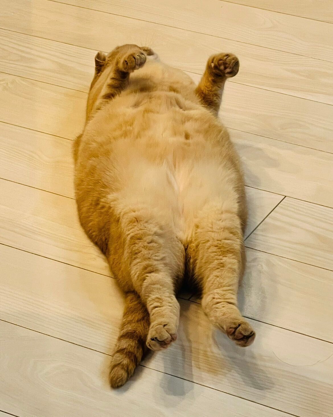 仰向けになっているスコティッシュフォールド