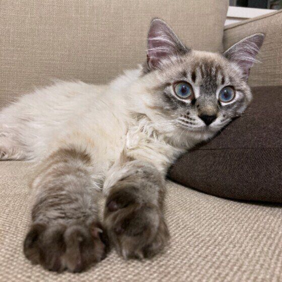 ソファでくつろぐキジトラ