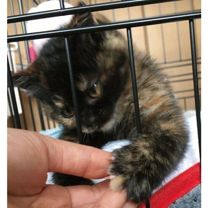 お迎え3日目に撮影したよもぎちゃん