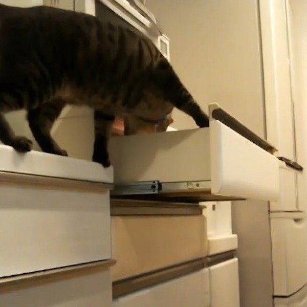引き出しを開けるニャンコ