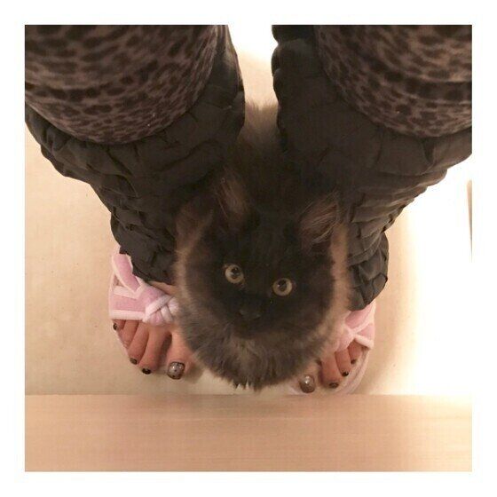 飼い主さんの足の間に入る猫