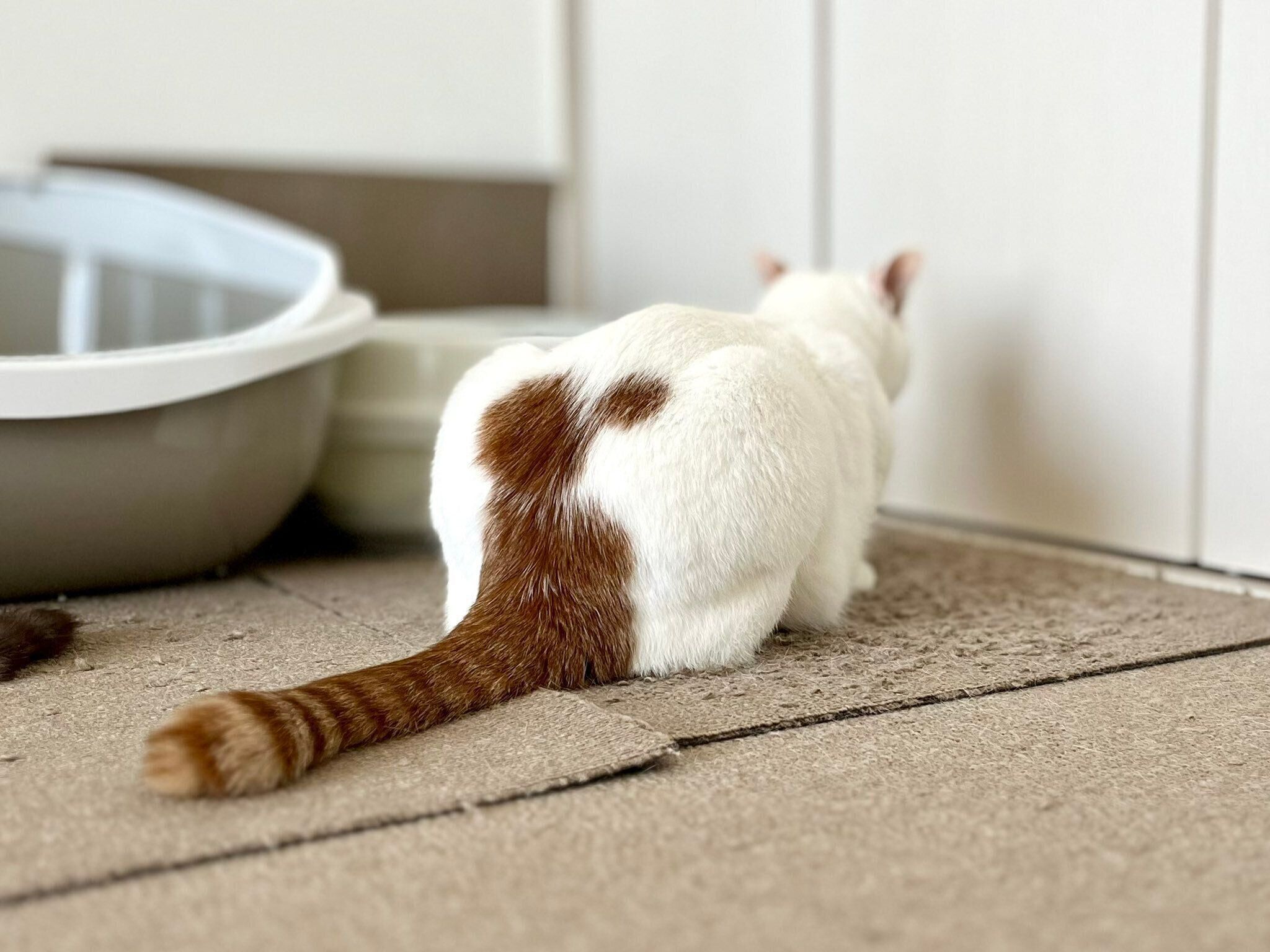 おしりを向ける猫