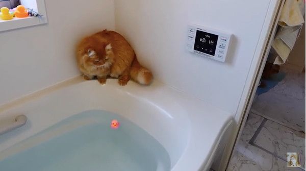 アヒルが欲しいニャンコ