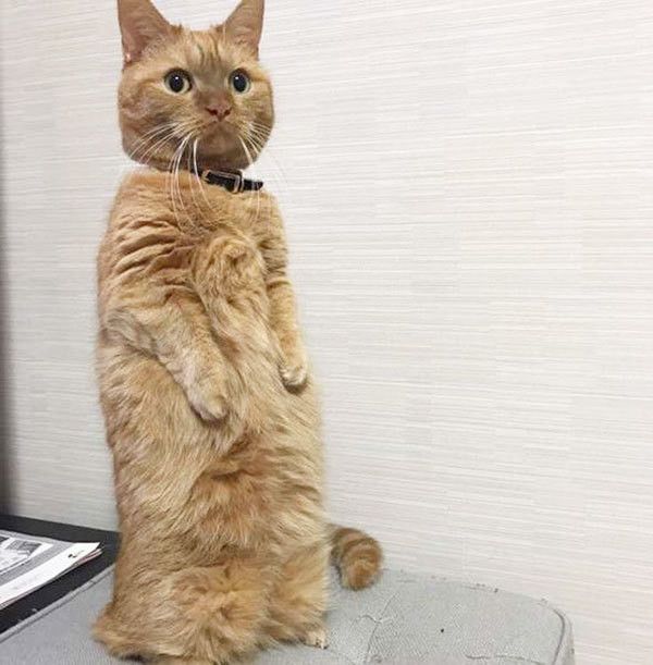 見つめるマンチカン