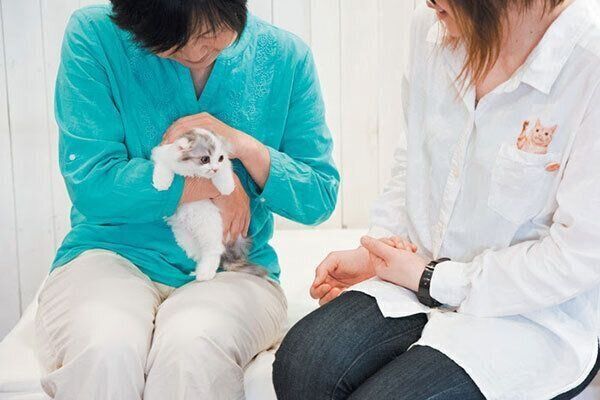 撫でてもらう子猫