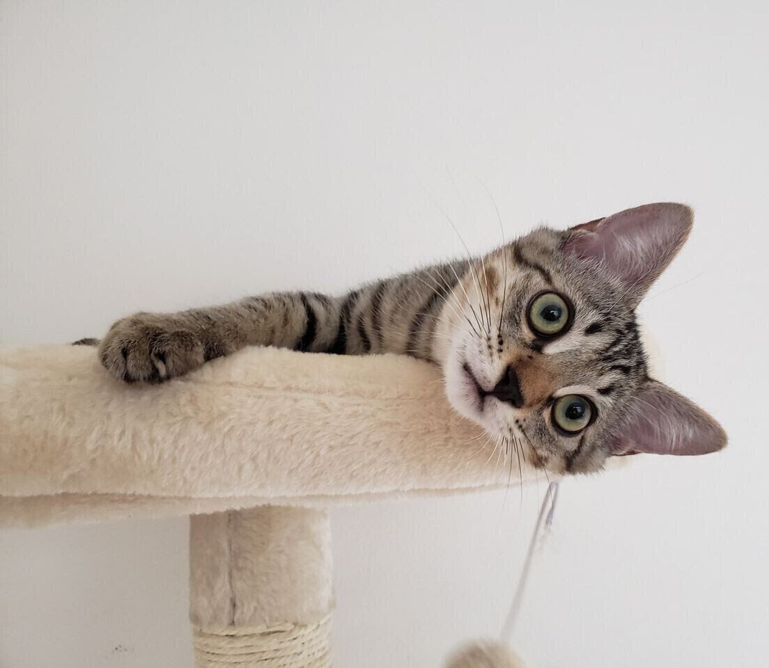 生後3カ月ごろのボンくん