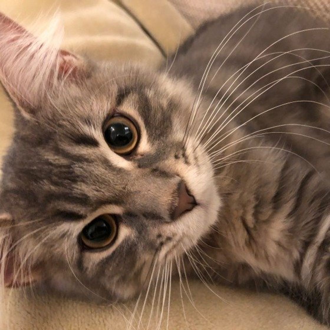 気づいてあげたい 猫が心を開いている人にだけ見せるサイン ねこのきもちweb Magazine 気づいてあげたい 猫が心を開いている人にだけ見せるサイン ねこのきもちweb Magazine