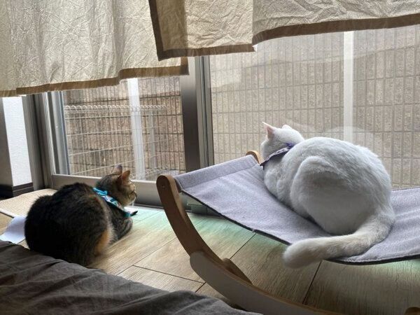 まったりするコハクさんとセンさん