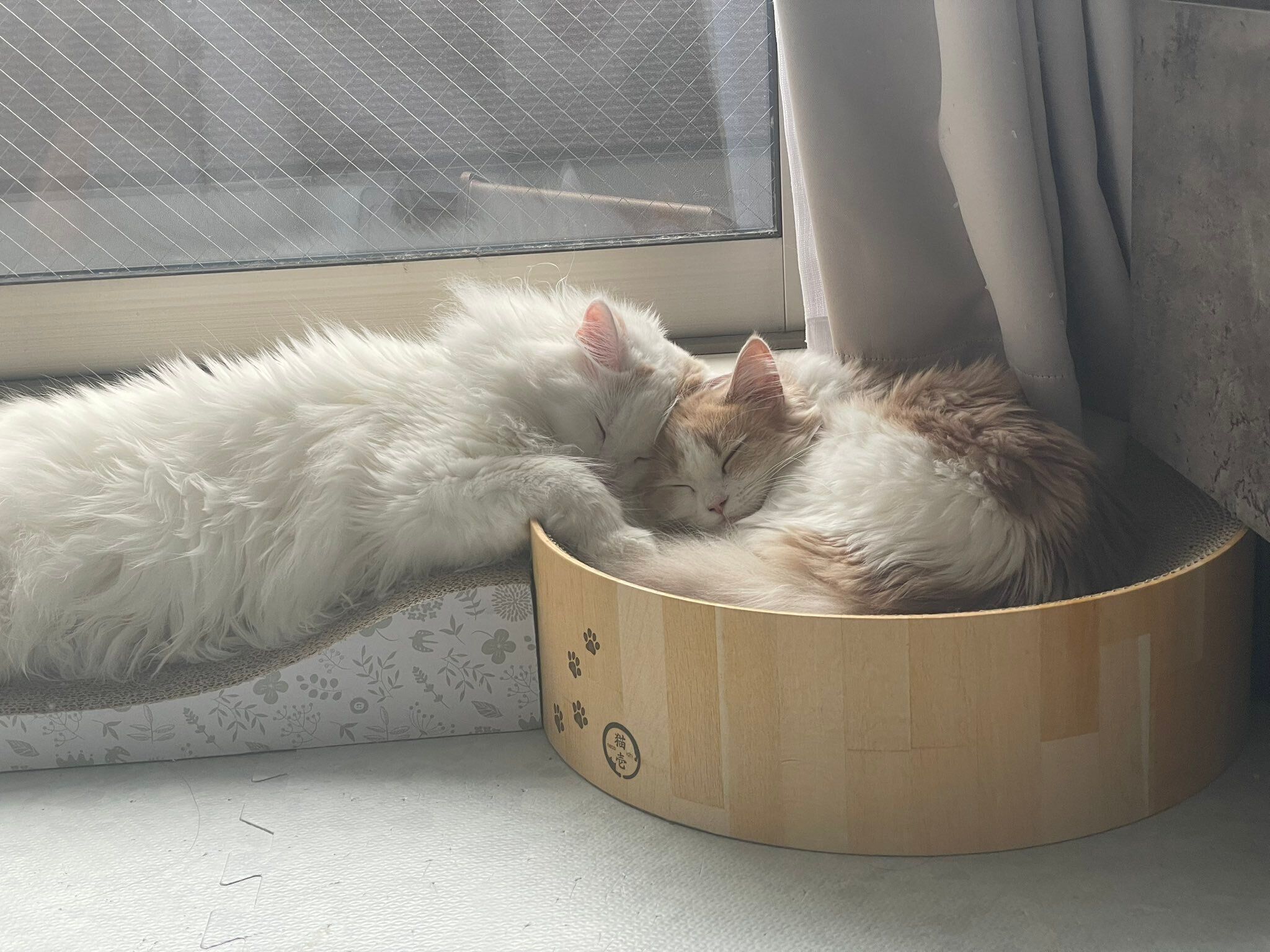 くっついて寝る2匹のサイベリアン