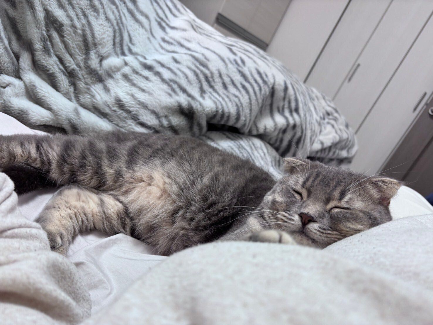 寝ているスコティッシュフォールド