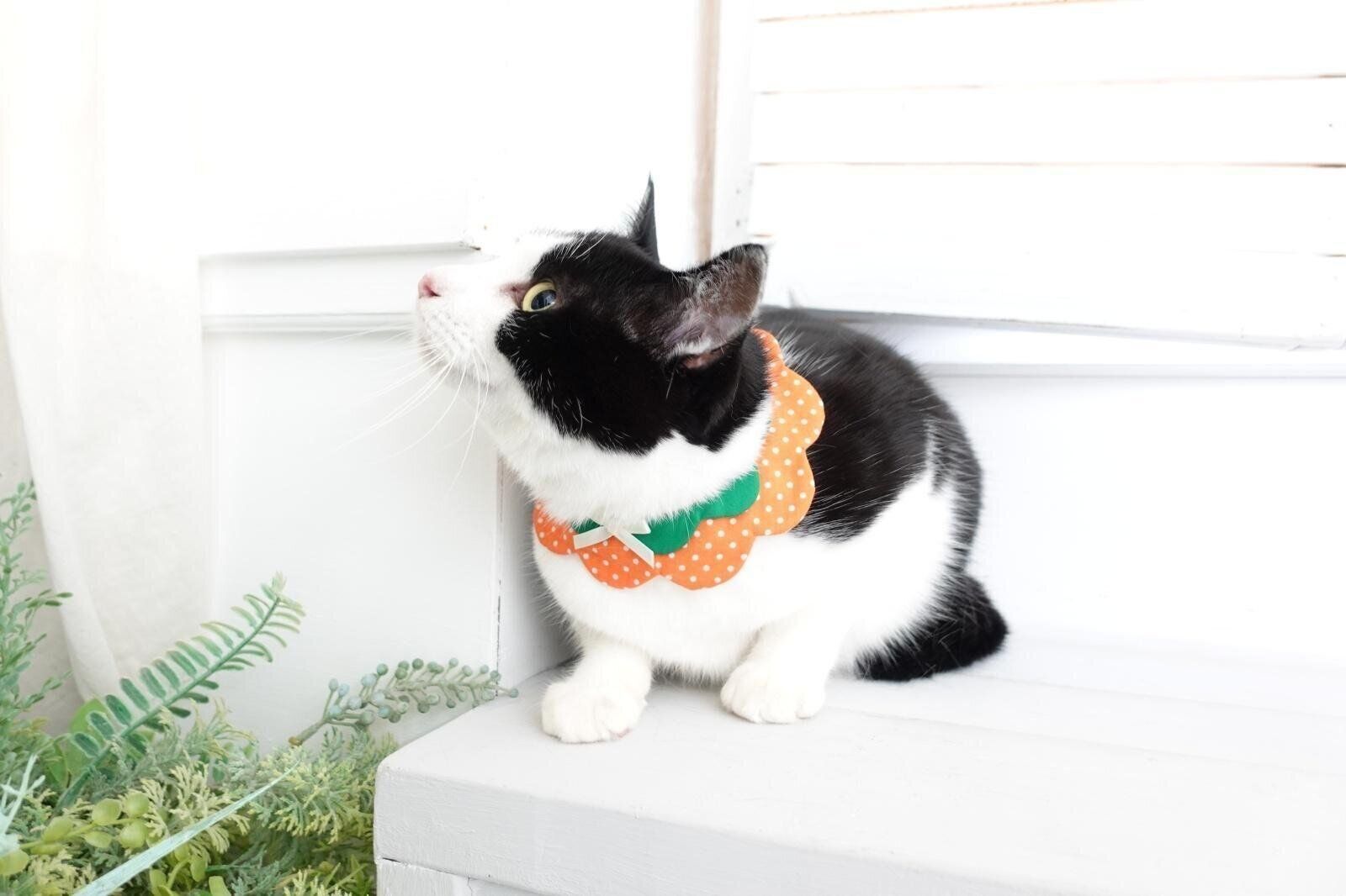 『Nonbillie』のんびりー作品