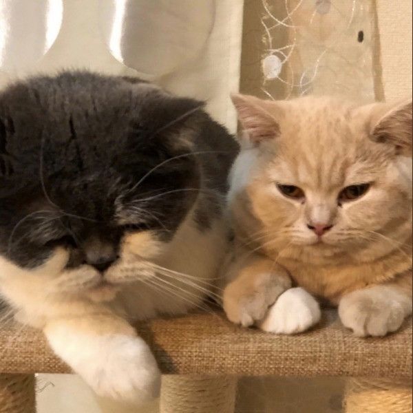 鼻ちゅーにゃんこ