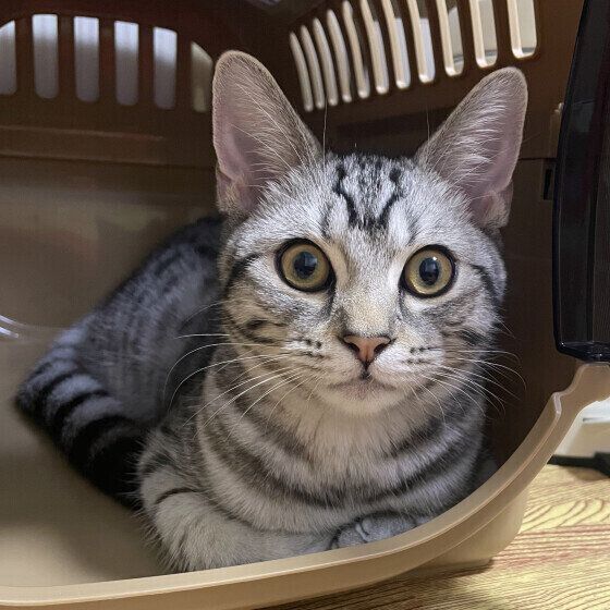 アメリカンショートヘアのめめくん