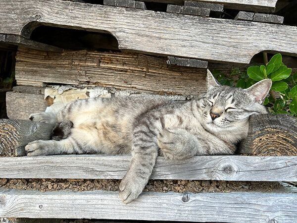 くつろぐコタローくん