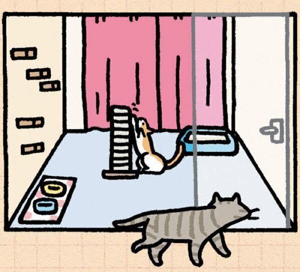 飼い始めに多い猫の皮膚の病気