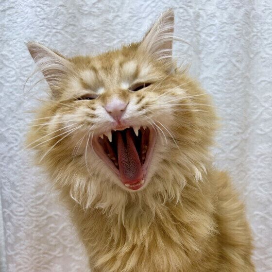 はちみつくんのあくび