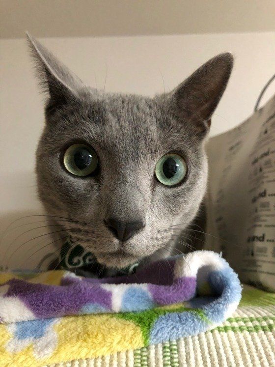 ロシアンブルーのスピカくん