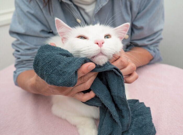 あごをケアされる猫