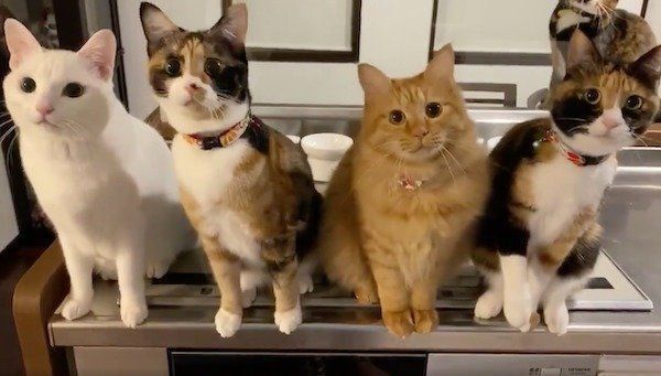 まったく同じ動きをする猫たち