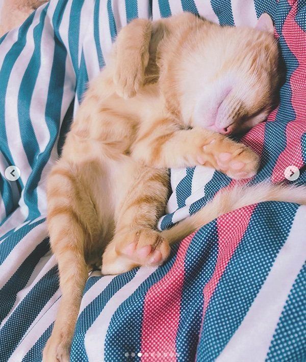 おもしろいポーズで眠る猫