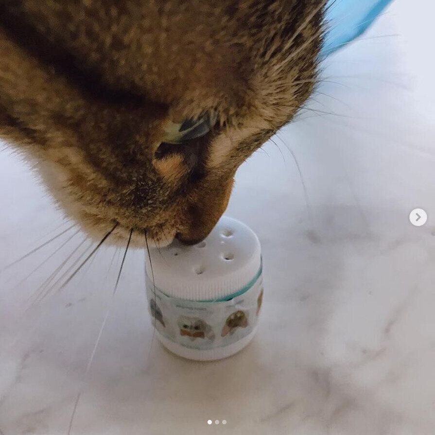 おもちゃのニオイを嗅ぐタミにゃんくん