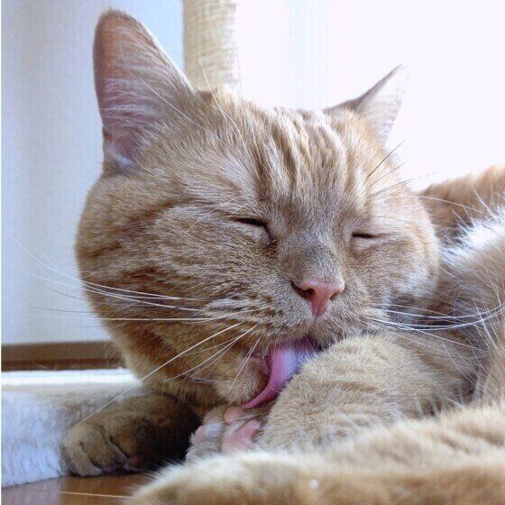 アメリカンショートヘアの龍太くん