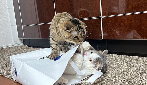 まつたけちゃん、おすしくん