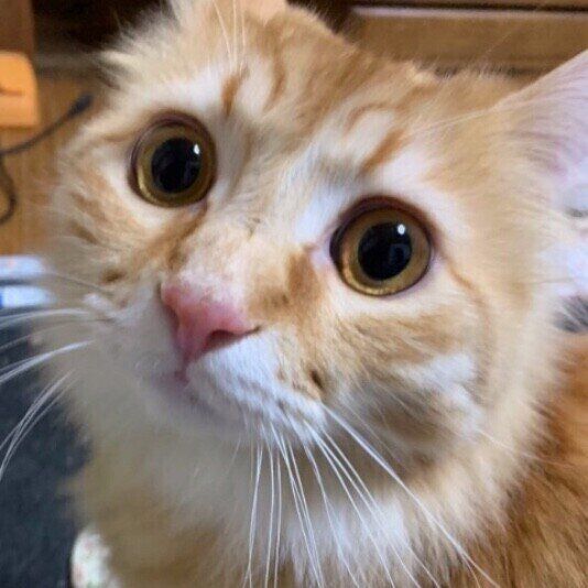 シャルルくん  MIX　茶×白