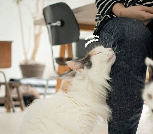 スリスリする猫