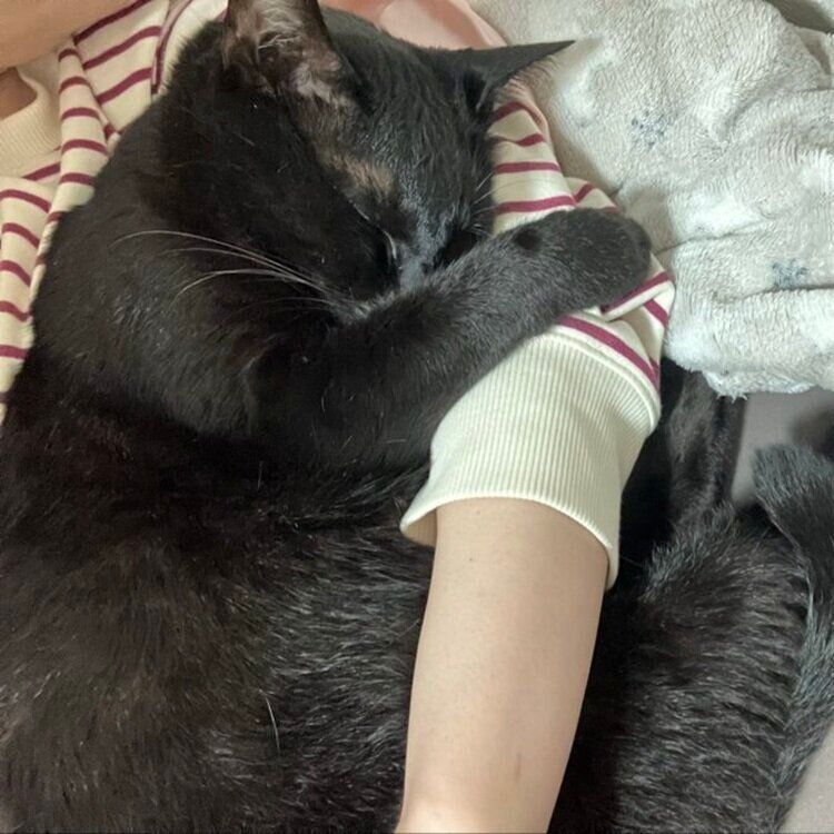 飼い主さんの腕にぎゅっとしがみつくピノくん