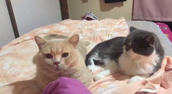 ベッドに集まる猫たち