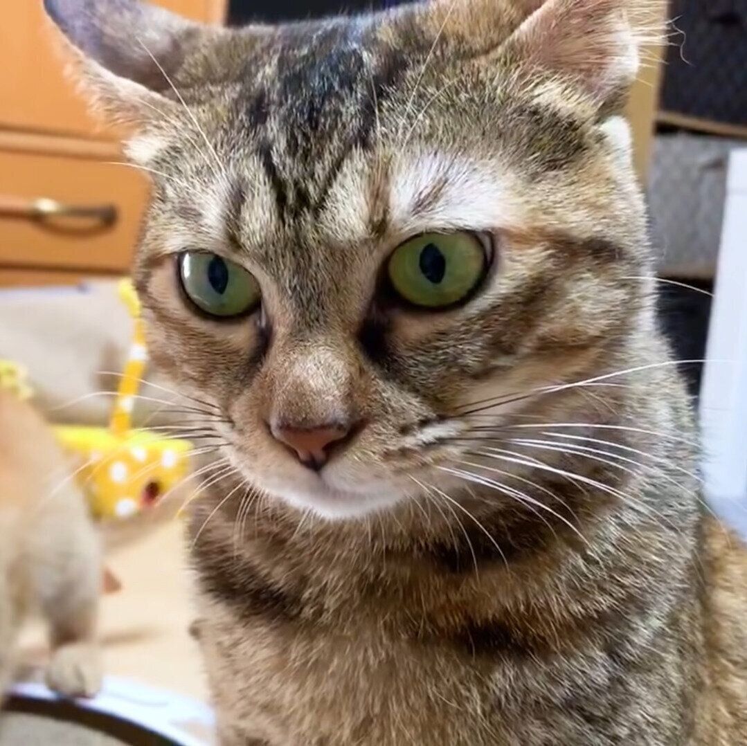 ぐっとがまんするリタちゃん