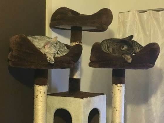 寝姿もシンクロ