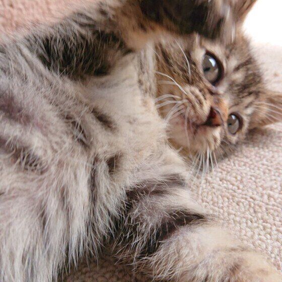 寝そべったサバトラ