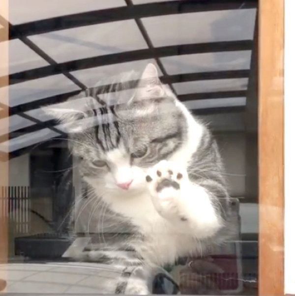 窓ガラスごしのマンチカン