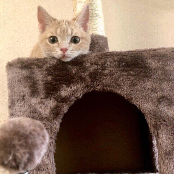 キャットタワーの上のアメショ