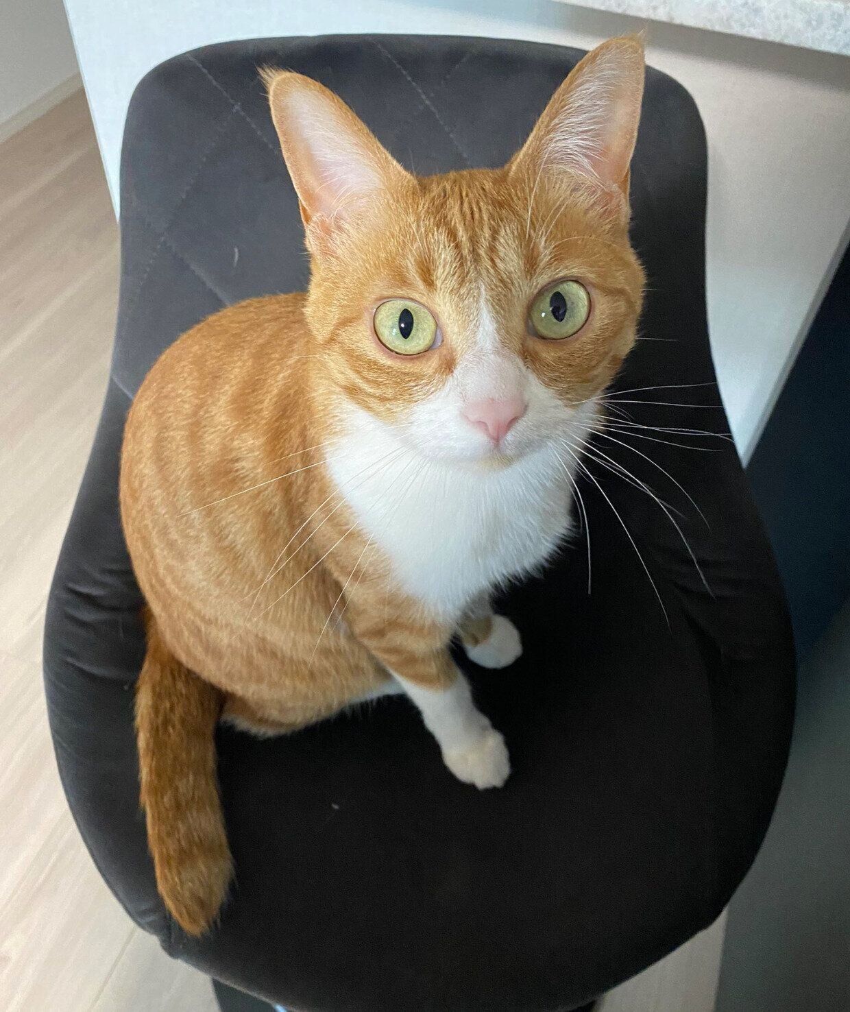 推定2才6カ月のころに撮影したラテちゃん