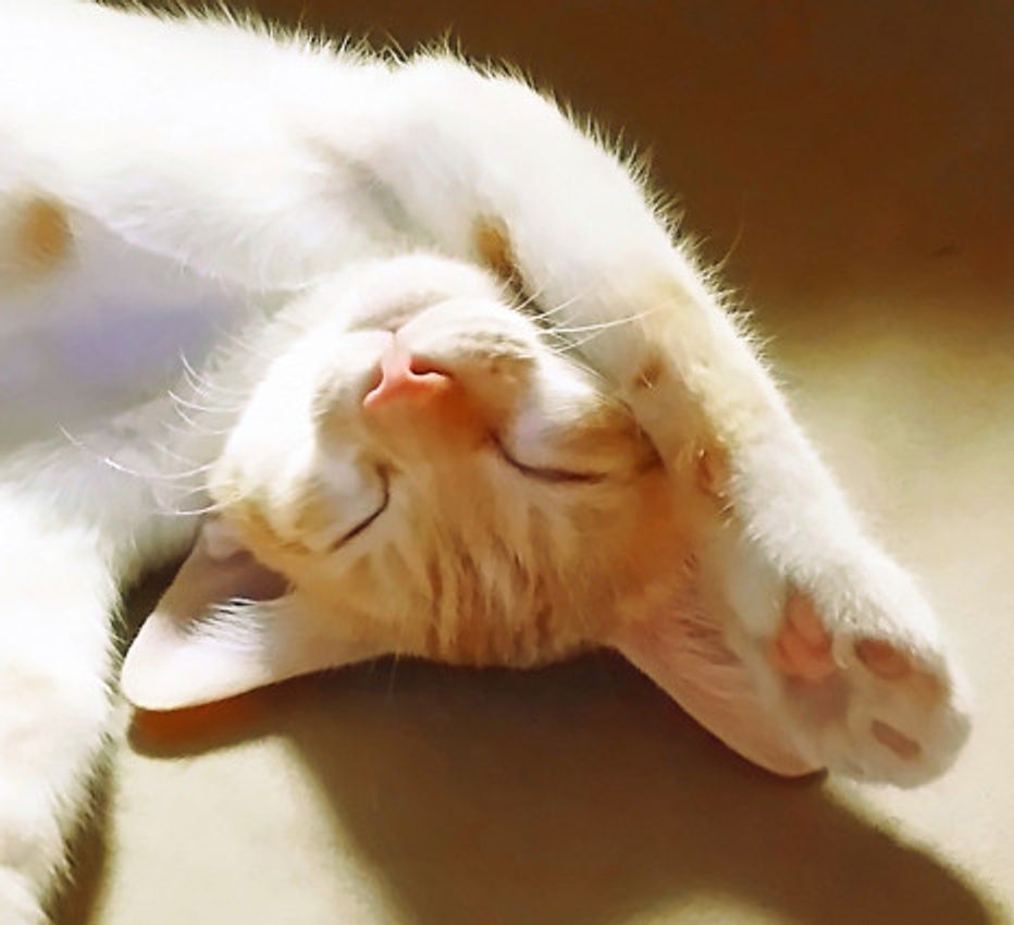 触り心地最高 の肉球 触るとヒンヤリしているのはなぜ ねこのきもちweb Magazine 触り心地最高 の肉球 触るとヒンヤリしているのはなぜ ねこのきもちweb Magazine