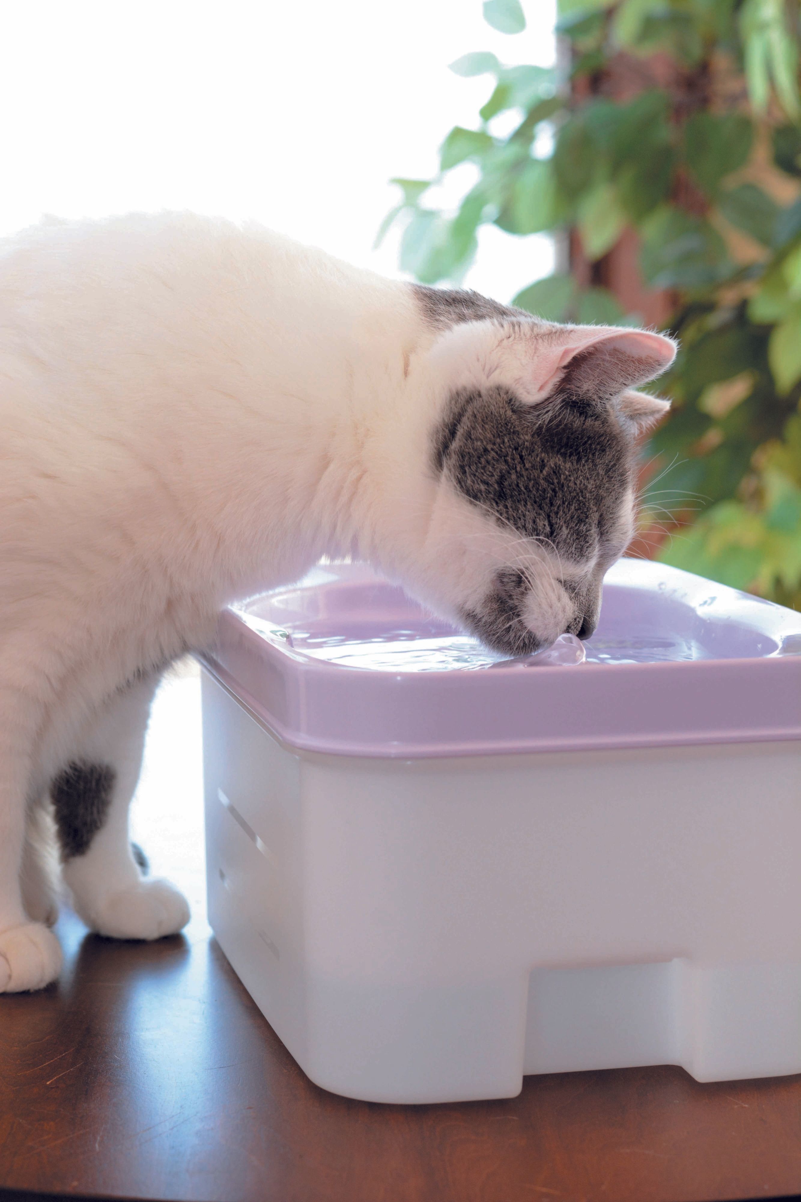 画像/2017年4月号「猫と水のお蜜な♥カンケイ」
