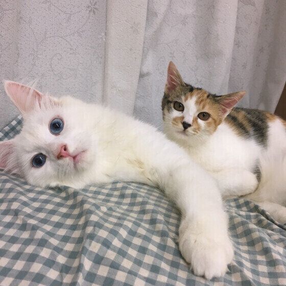 メインクーンのルナちゃん