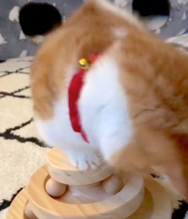 ボールで遊ぶ茶太くん