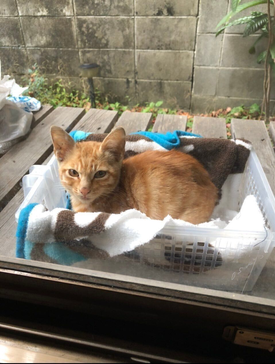 出会った頃のちゃちゃお君