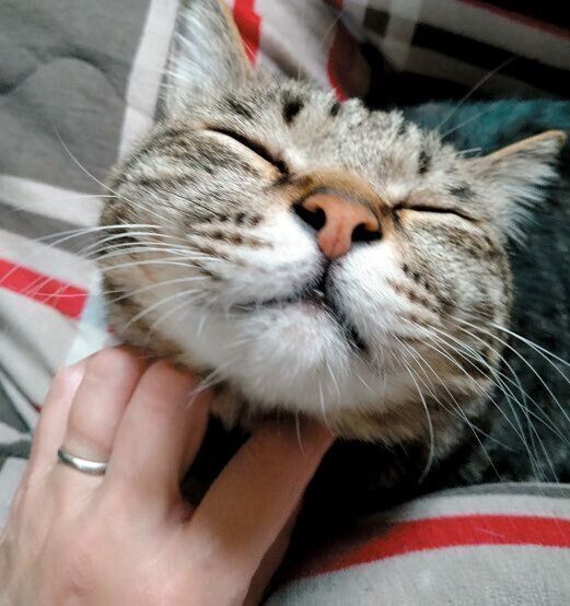 うっとりする猫