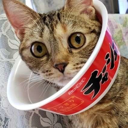 カップから顔を出すアメリカンショートヘア