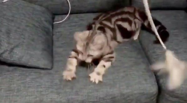 猫じゃらしで遊ぶアビーちゃん